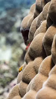 Coral Reefs Prints: Christmas tree worms on a coral reef off Fuvahmulah, Maldives