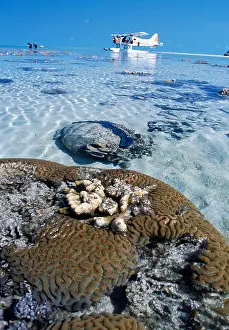 Shallows Prints: Chrtered sea plane and tourists on the great barrier reef, Queensland, Australia