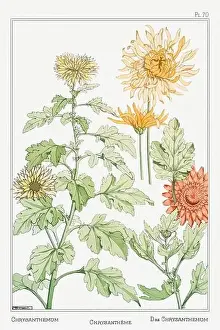 Thistle Prints: Chrysanthemums. Botanical art illustrated by Maurice Pillard Verneuil (1896)
