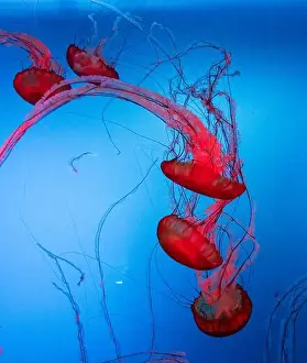 Chrysaora fuscescens, the Pacific sea nettle or West Coast sea nettle