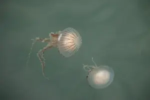 Concern Prints: Chrysaora hysoscella, the compass jellyfish, in the British Sea
