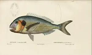 Naturalist Prints: Chrysophrys from Histoire naturelle des poissons (Natural History of Fish)