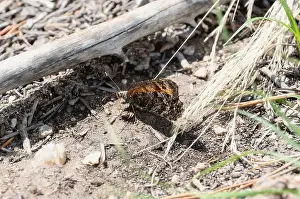 Earth Tones Prints: A Chryxus Arctic (Oeneis chryxus)