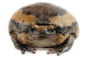 Ugly Prints: chubby frog, Asian painted frog (Kaloula pulchra)