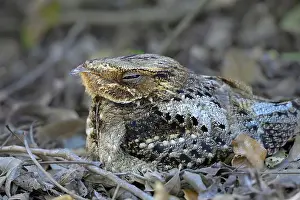 Camouflaged Prints: Chuck-will's-widow (Antrostomus carolinensis) camouflaged at the forest bottom during daytime