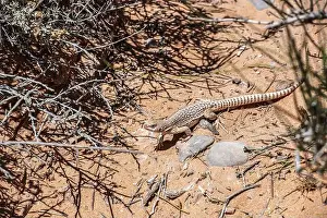Lizards Prints: Chuckwalla lizard (Common Chuckwalla ater)