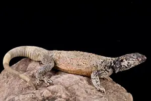 Mojave Prints: Chuckwalla (Sauromalus ater)