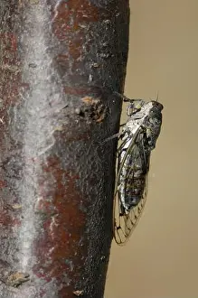 Mimicry Prints: Cicada cicade (Cicada orni - Tettigia orni) male singing on a branch Vaucluse - Provence - France
