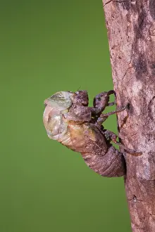 Shed Prints: Cicada Tibicen resh adult emerging from nymph skin Sinton Corpus Christi Coastal Bend Texas USA