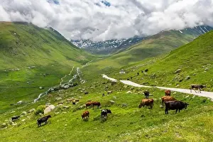 Blacksea Prints: Cicekli Plateau in Camlihemsin district of Rize province