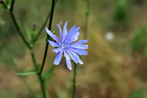Macro Flower Prints: Cichorium Intybus. Chicory flower
