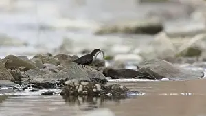 Breeding Plumage Prints: Cinclus cinclus aka White-throated dipper