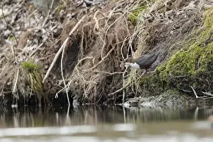 Breeding Plumage Prints: Cinclus cinclus aka White-throated dipper