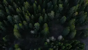 Treetop Prints: Cinematic aerial shot of an endless hills and forest landscape in southern Slovenia