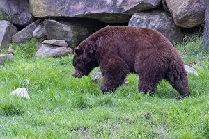 Black Bear Prints: cinnamon bear (Ursus americanus cinnamomum)