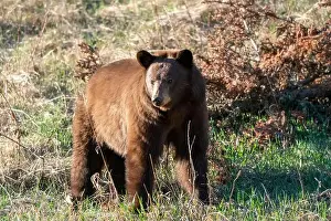 Black Bear Prints: Cinnamon Black Bear