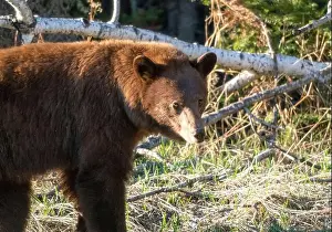 Black Bear Prints: Cinnamon Black Bear