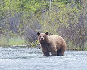 Rapids Prints: A cinnamon-colored black bear stands in a northern Saskatchewan, Canada river