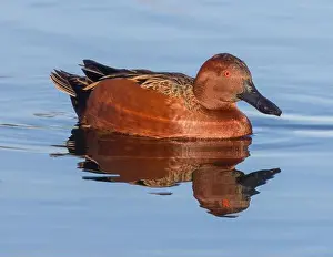 Santa Clara County Prints: Cinnamon Teal Adult Male Swimming at the Marsh