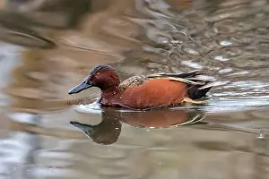 Drake Prints: Cinnamon Teal (Spatula cyanoptera)