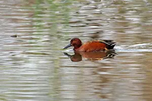 Drake Prints: Cinnamon Teal (Spatula cyanoptera)