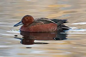 Sweetwater Prints: Cinnamon Teal (Spatula cyanoptera)