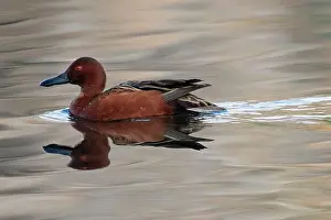 Sweetwater Prints: Cinnamon Teal (Spatula cyanoptera)