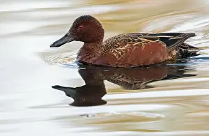 Sweetwater Prints: Cinnamon Teal (Spatula cyanoptera)