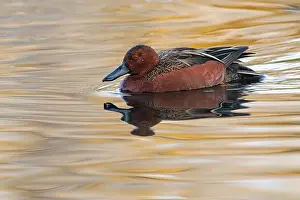 Sweetwater Prints: Cinnamon Teal (Spatula cyanoptera)