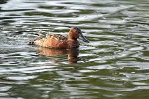 Wild Life Prints: Cinnamon Teal (Spatula cyanoptera)