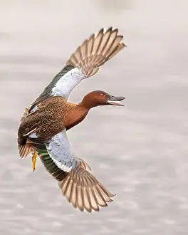 Gliding Prints: Cinnamon Teal (Spatula vyanoptera) flys along a marsh in Northern California