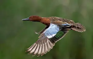 Gliding Prints: Cinnamon Teal (Spatula vyanoptera) flys along a marsh in Northern California