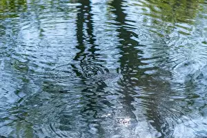 Catfish Prints: Circles on the water in the river from the movement of fish, fishing
