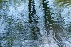 Catfish Prints: Circles on the water in the river from the movement of fish, fishing