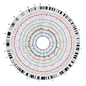 Biotechnology Prints: Circos, Circular Genome Map, Rat