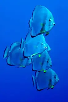 Red Sea Prints: Circular Batfish, Platax orbicularis, Coral, Coral Reef, Red Sea, Egypt, Africa