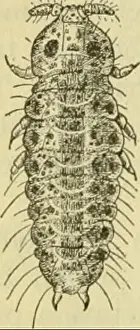 Bookyear1904 Prints: Circular. Insect pests; Insect pests
