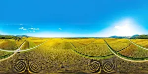 Gewurztraminer Prints: A circular spherical panorama of autumn vineyards in Alsace
