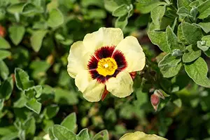 Domestic Garden Prints: Cistus x halimiocistus wintonensis Merrist Wood Cream a summer flowering shrub plant with a yellow