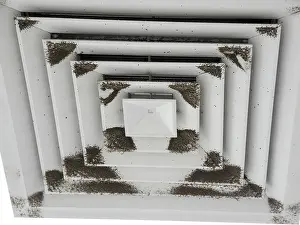 Problems Prints: Cladosporium cladosporioides mold on an air vent at home in a petri dish