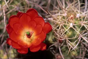 Claret cup cactus, Joshua Tree National Park, California
