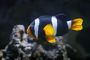 Tropical Fish Prints: Clark's anemonefish - Amphiprion clarkii
