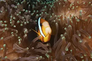 Clarks Anemonefish Prints: A Clark's anemonefish (Amphiprion clarkii) hides in the tentacles of a sea anemone