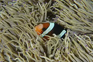 Pomacentridae Prints: A Clark's anemonefish (Amphiprion clarkii) hides in the tentacles of a sea anemone in the sea