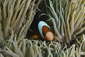 Sea Fish Prints: A Clark's anemonefish (Amphiprion clarkii) hiding in a sea anemone under water