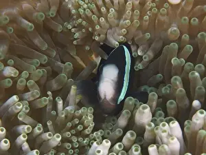 Sea Fish Prints: A Clark's anemonefish (Amphiprion clarkii) melanistic