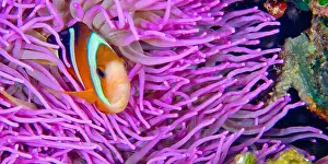 Animal Colour Prints: Clark´s Anemonefish, Clarkii Anemonefish