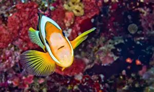 Animal Colour Prints: Clark´s Anemonefish, Clarkii Anemonefish