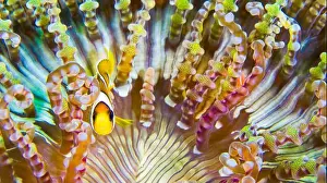 Animal Behaviour Prints: Clark´s Anemonefish, Clarkii Anemonefish
