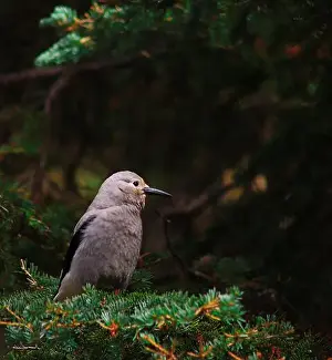 Corvidae Prints: A Clark's Nutcracker that I spotted on my hike to the Lake Agnes Tea House in Banff National Park